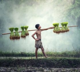 a boy farming rice in Asia