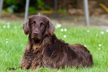 Dog: a German longhaired pointer